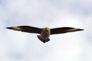 IMG_70681024.jpg